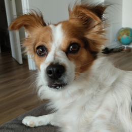 Doggo profile