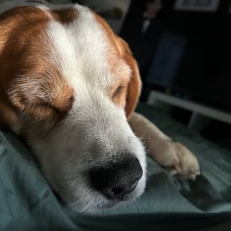 Jekel profile