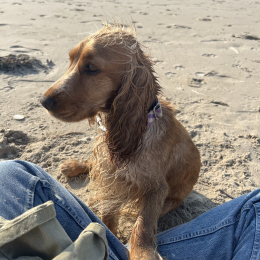 Tia profile