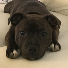 Oscar profile