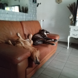 Roxie et magg profile