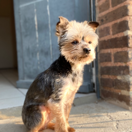 Jack profile