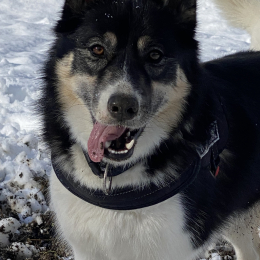 Snow profile