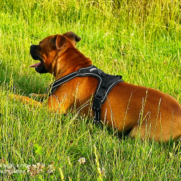 Sheru profile