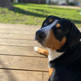 Pocus profile