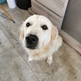 Jaina profile
