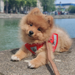 Pépette profile