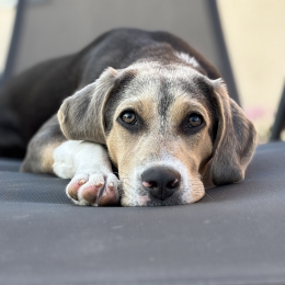 Nala profile