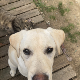 Opie profile