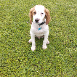 Ares profile