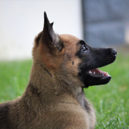 Mad profile