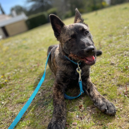Tiki profile