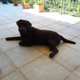 Léo profile