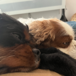 Omar et nala profile