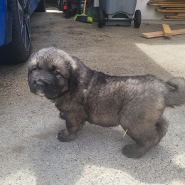 Max profile