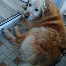 Doggo profile