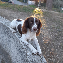 Salto profile