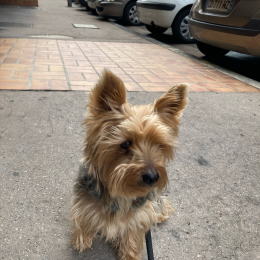 Cookie profile