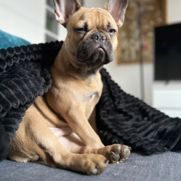 Giorgio profile
