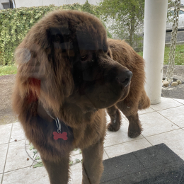 Ubert profile
