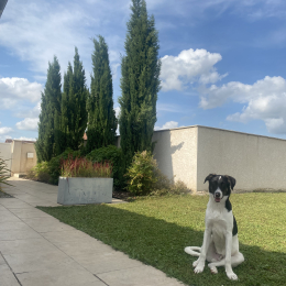 Milo profile