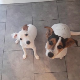 Chouquette et cookie profile