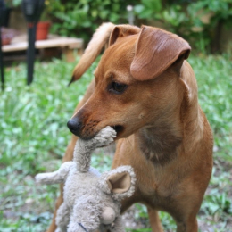 Rudolf profile