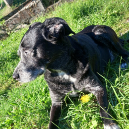Zia profile