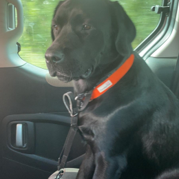 Mylo profile