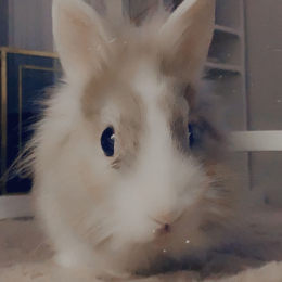 Eily profile