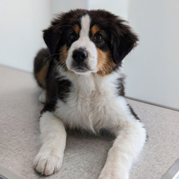 Doggo profile