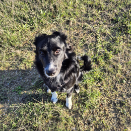Milo profile