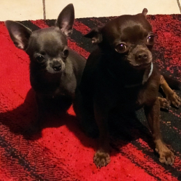 Reagan et taïga profile