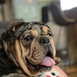 Tika profile