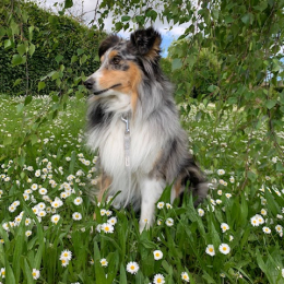 Doggo profile