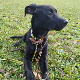Odji profile