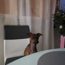 Doggo profile