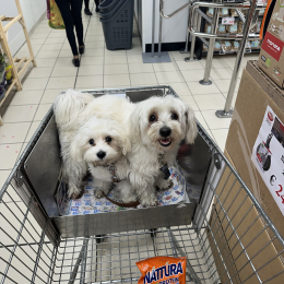 Ginger e giotta profile