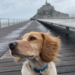 Django profile