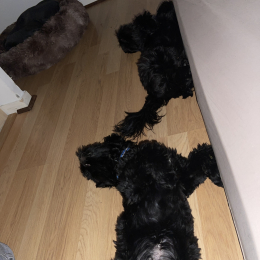 Scotty, samba profile