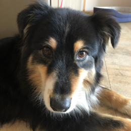 Ringo profile