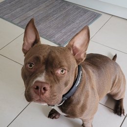 Roxy profile