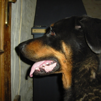 Hugo profile