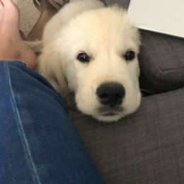 Stan profile