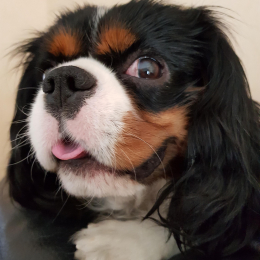 Doggo profile