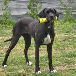 Tia profile