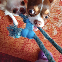 Ducrot sophie profile