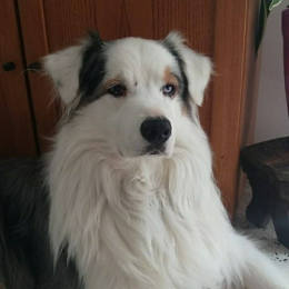 Indy profile