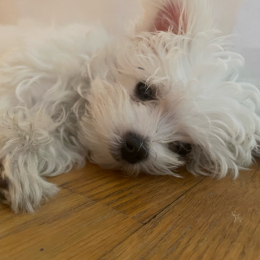 Lumi profile