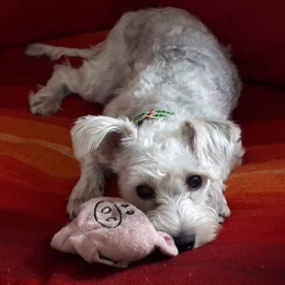 Coco profile